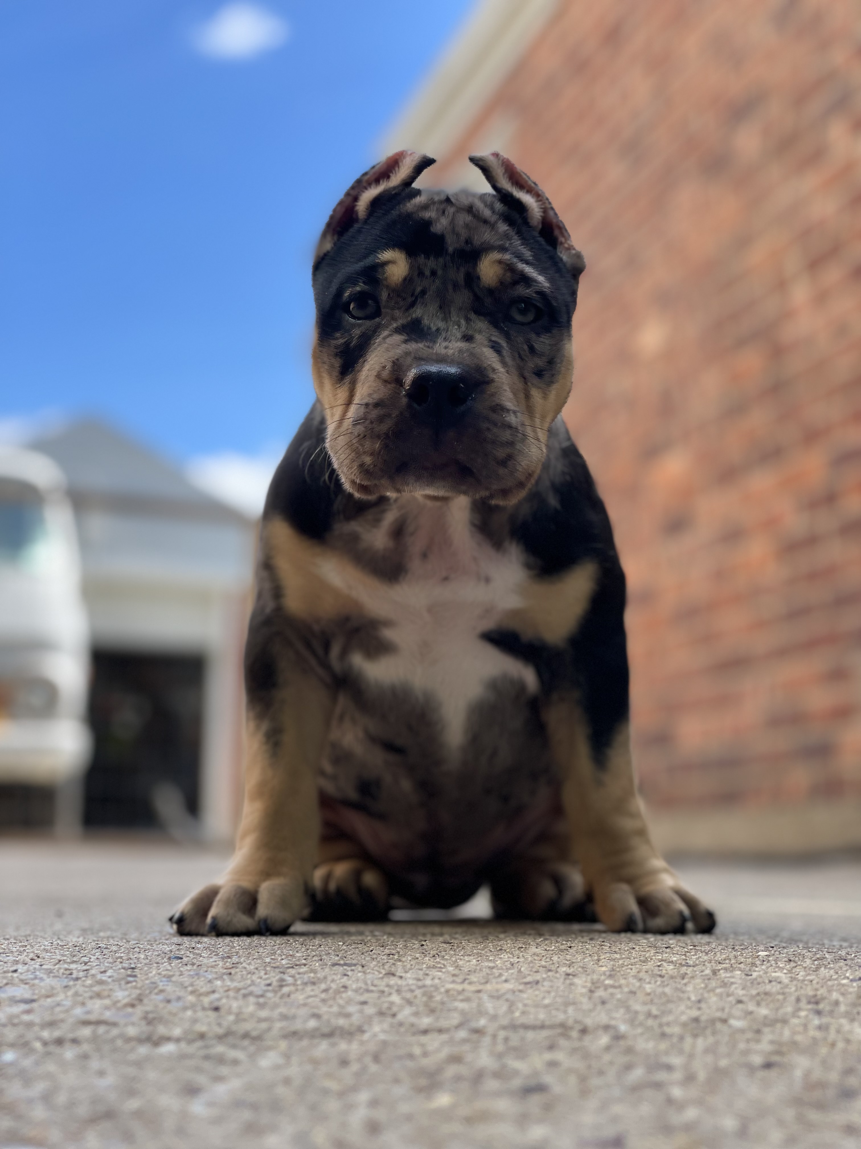 Black Merle XL American Bully puppy