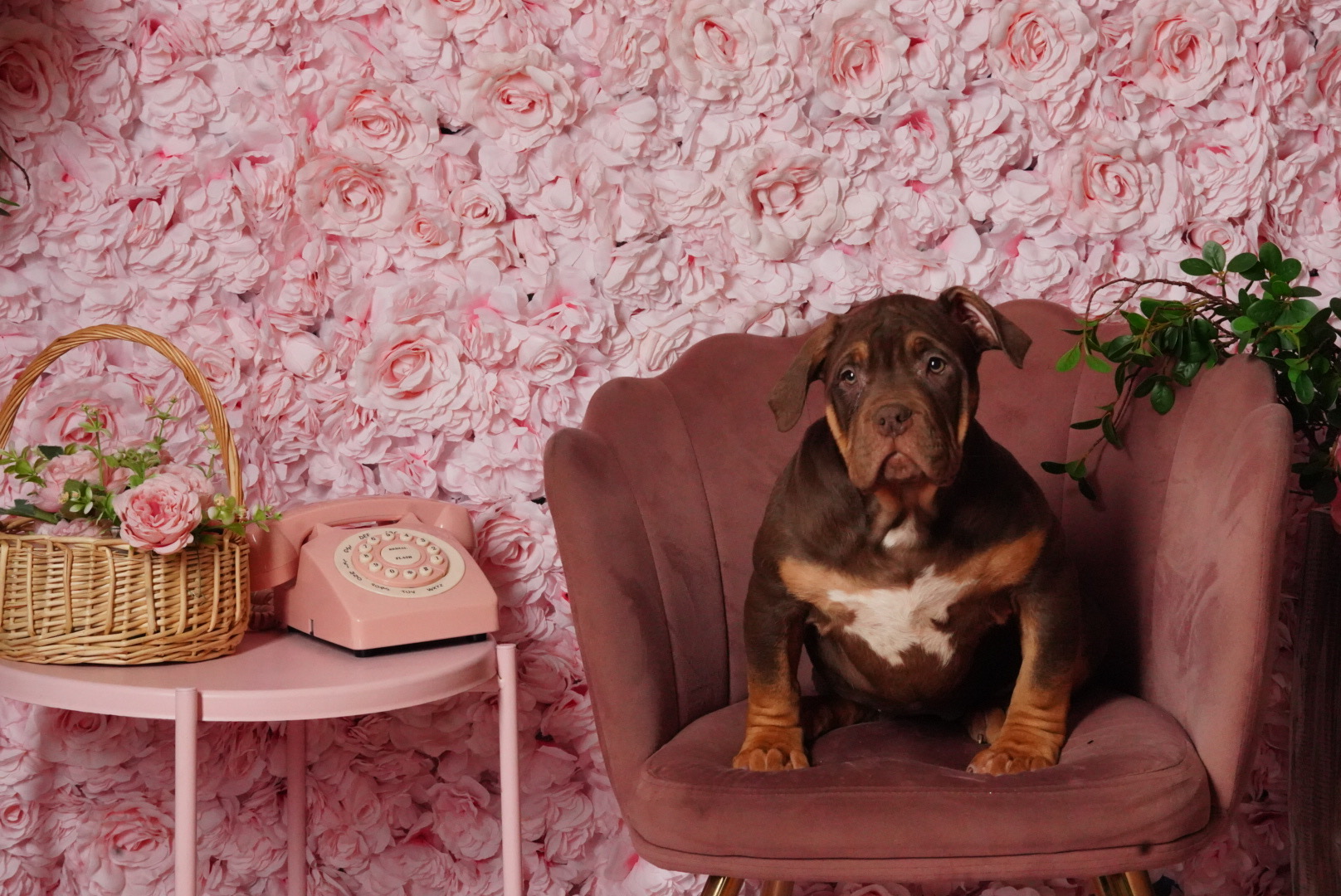 Chocolate Tri XL Bully Puppy For Sale Photoshoot