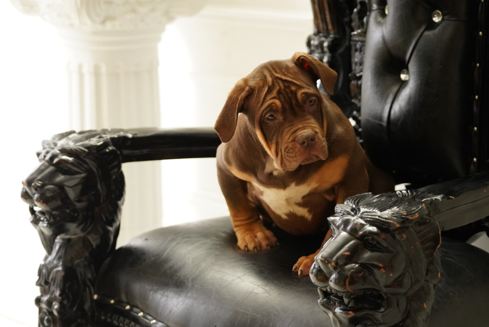 Chocolate Tri XL Bully Puppy Throne