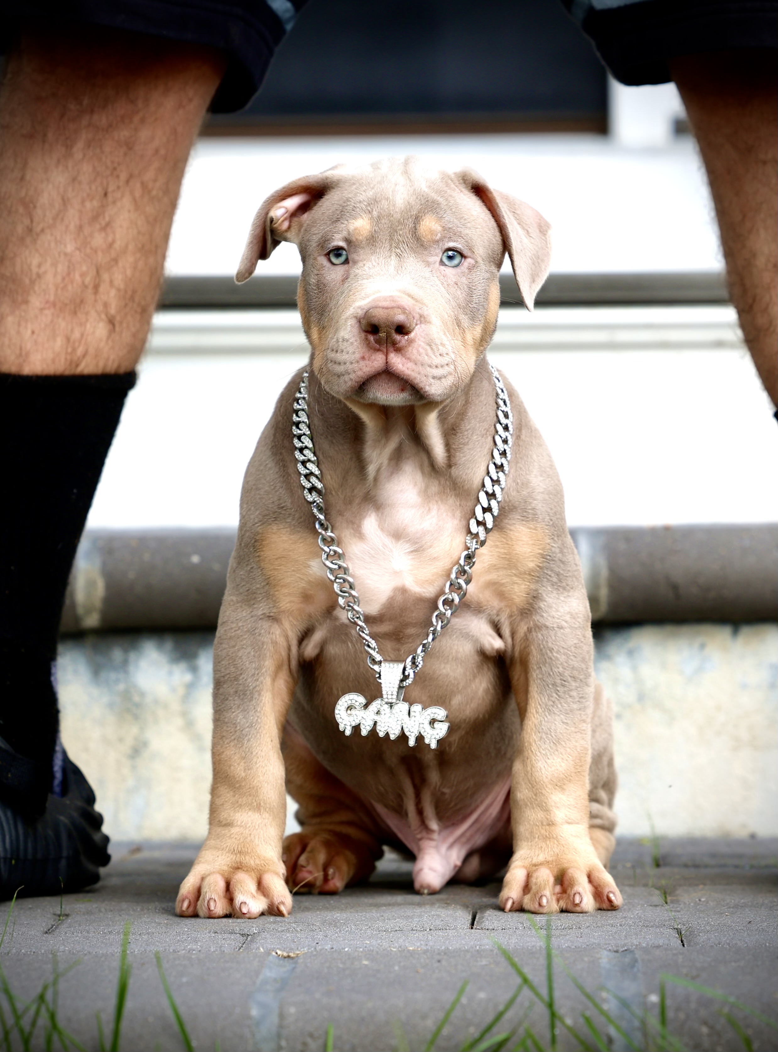 Lilac XL American Bully puppy for sale