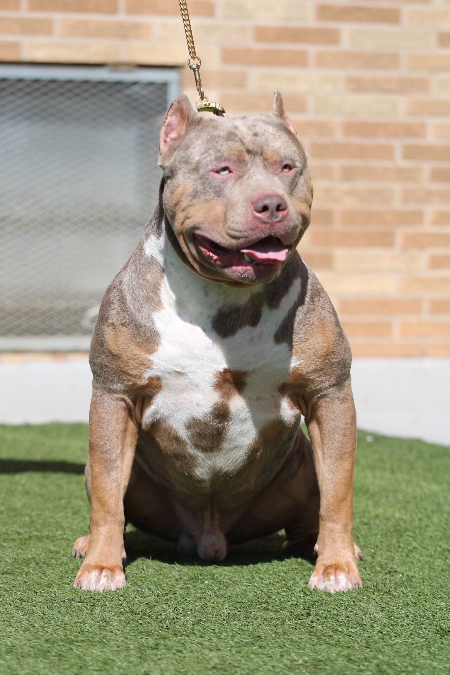 Lilac Merle Bully Gold Chain New York