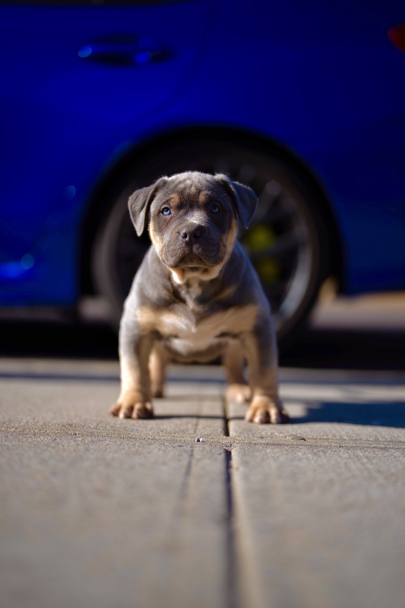 Lilac Tri ABKC American Bully Puppy For Sale