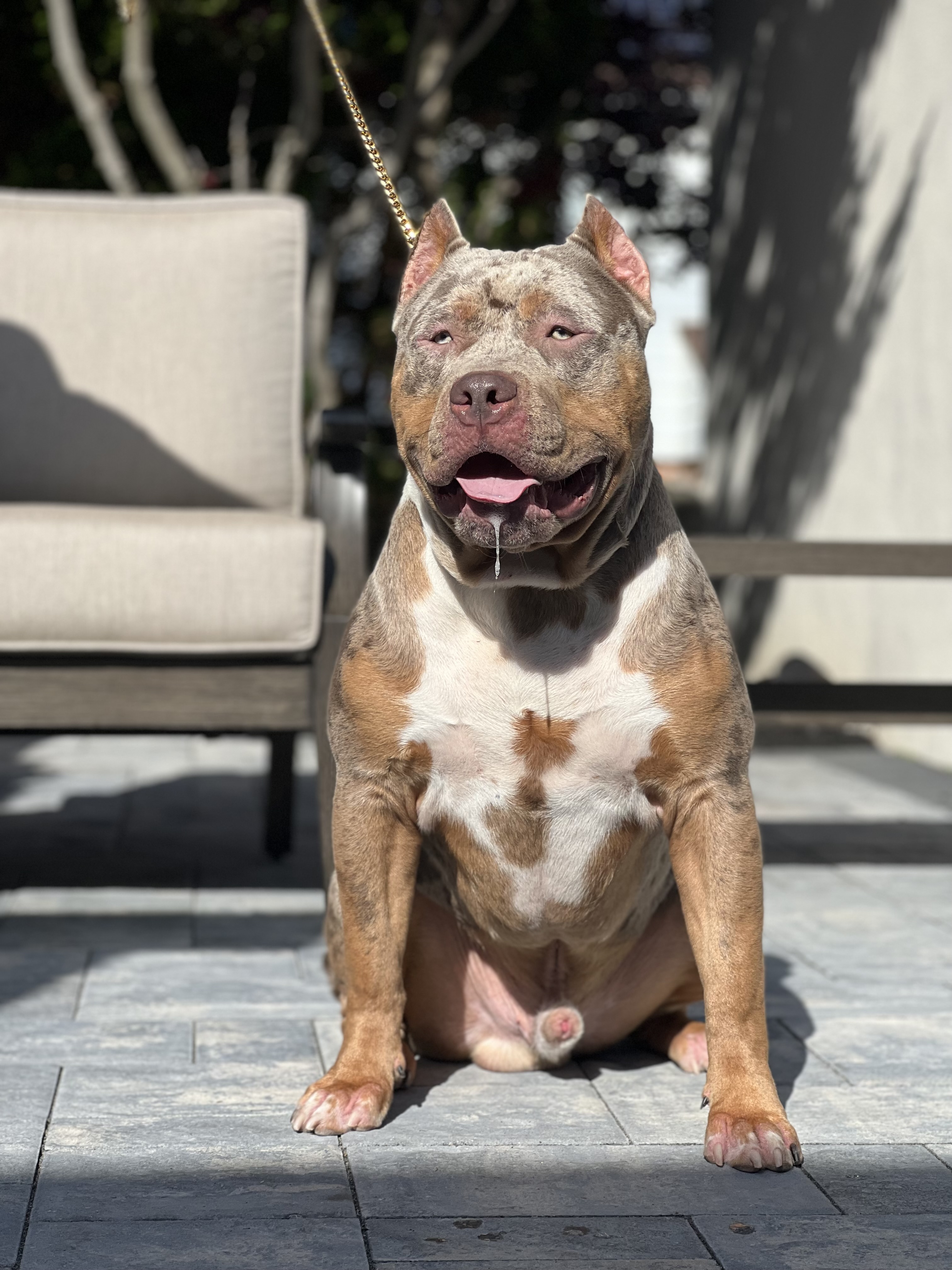 XL American Bully Asia - Merle Bully Global New York
