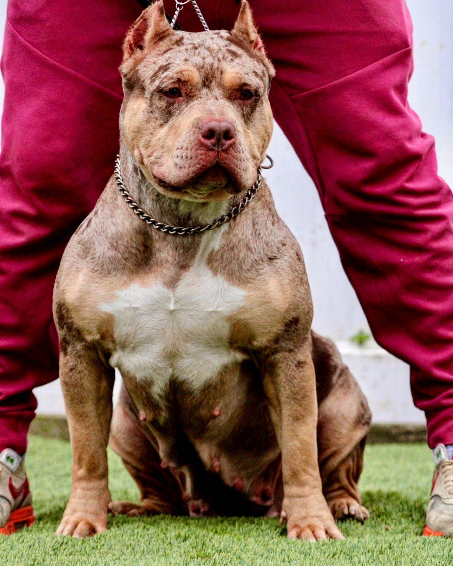 XL American Bully Nova - Merle Bully Global
